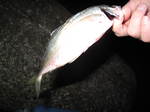 IMG_0539.JPG