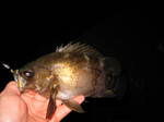 IMG_0680.JPG