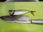 NEC_0140.JPG