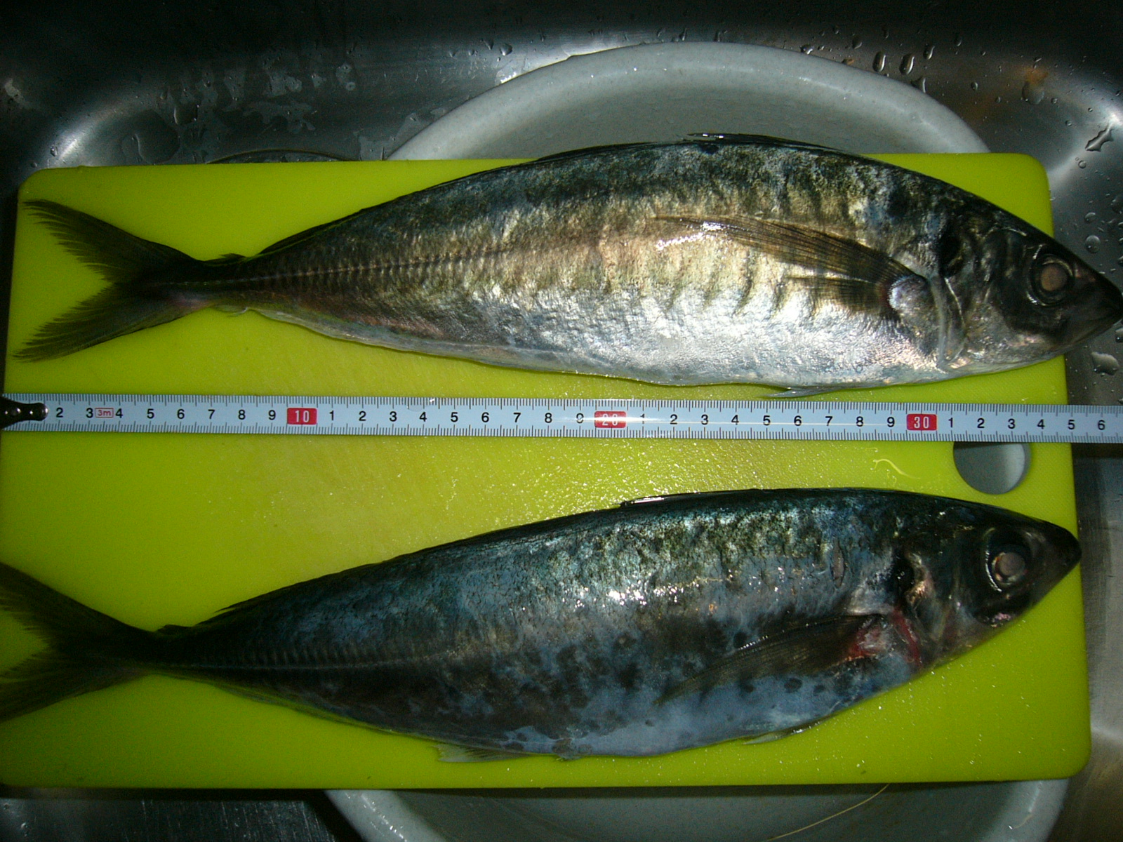 P1010520.JPG